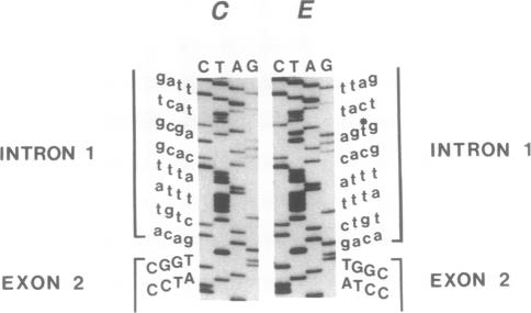 graphic file with name pnas01075-0300-a.jpg