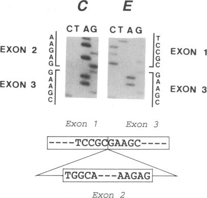 graphic file with name pnas01075-0299-c.jpg