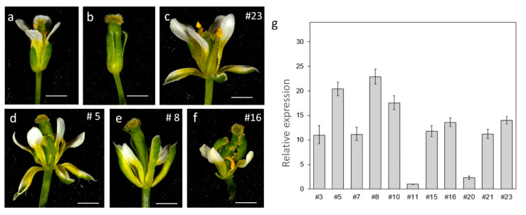 Figure 5