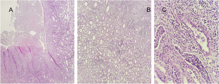 Fig. 2