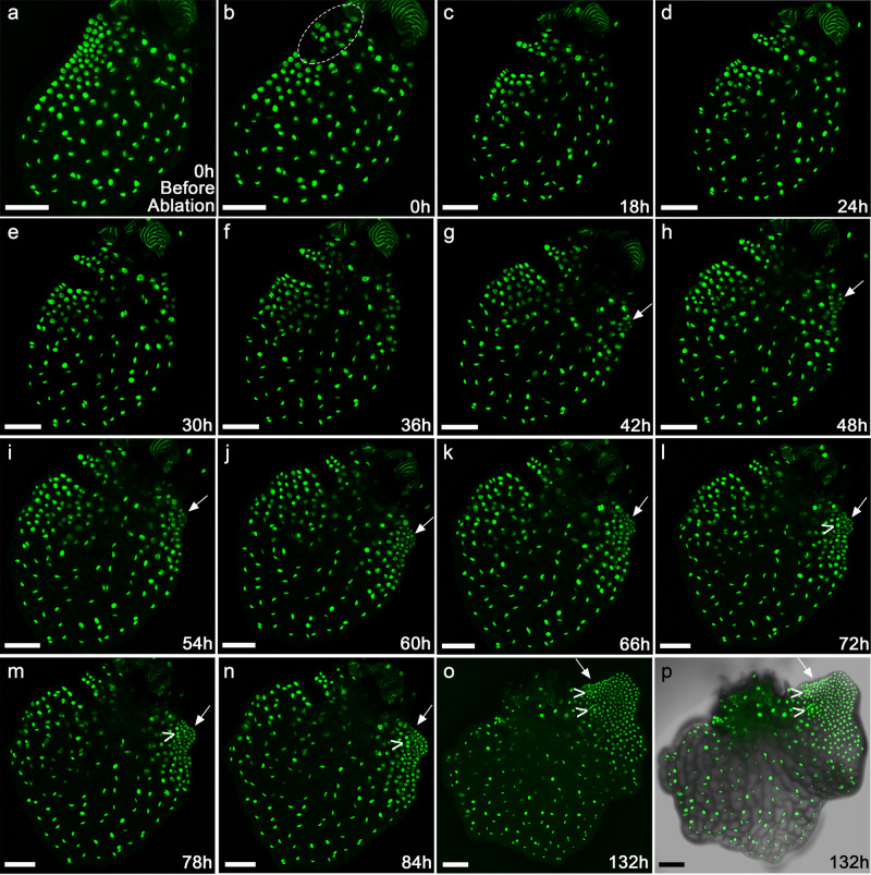 Fig. 8