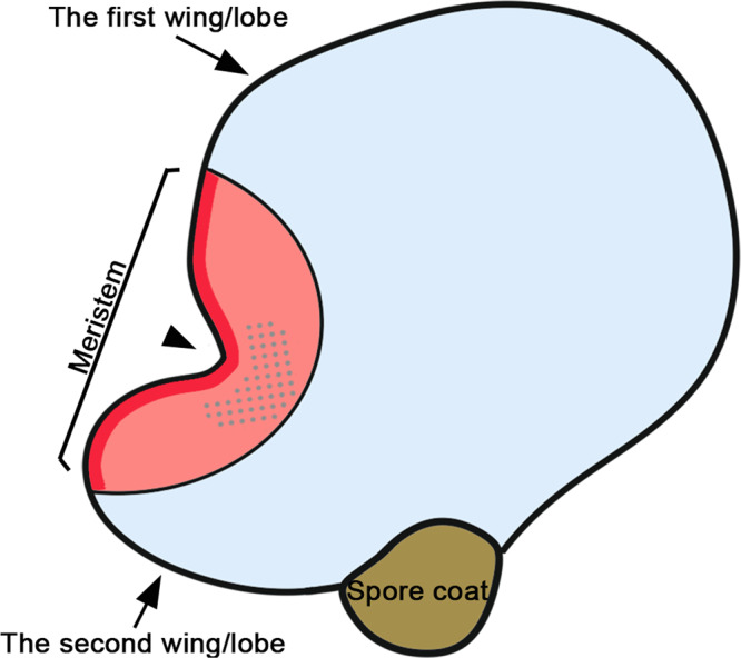 Fig. 10