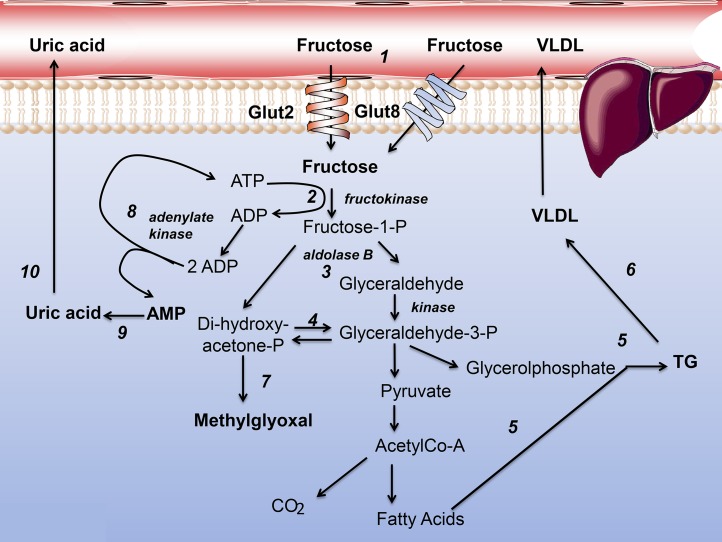 FIGURE 1