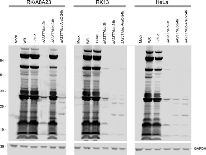 FIG 4 