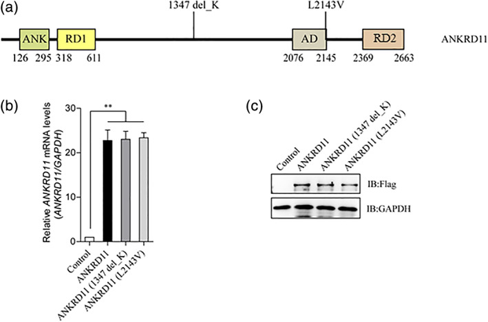 FIGURE 3