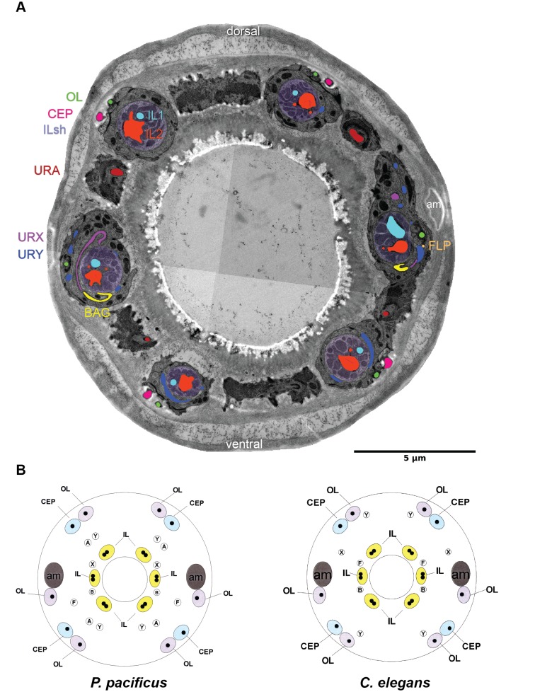 Figure 7.