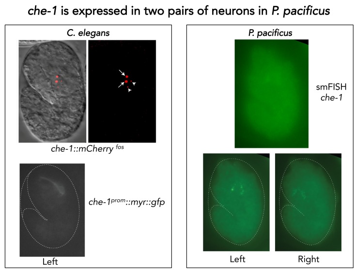 Figure 4—figure supplement 5.