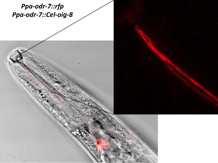 Figure 4—figure supplement 3.