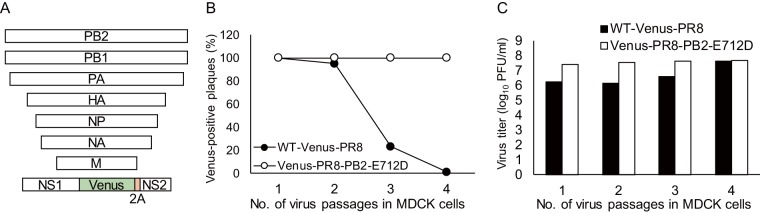 FIG 1