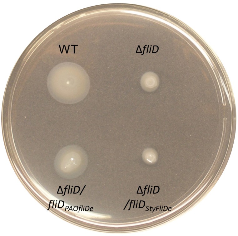 Figure 4—figure supplement 3.