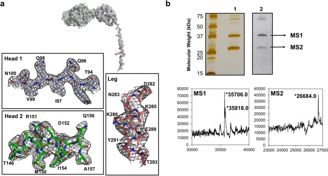 Figure 1—figure supplement 2.