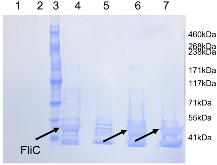 Figure 4—figure supplement 2.