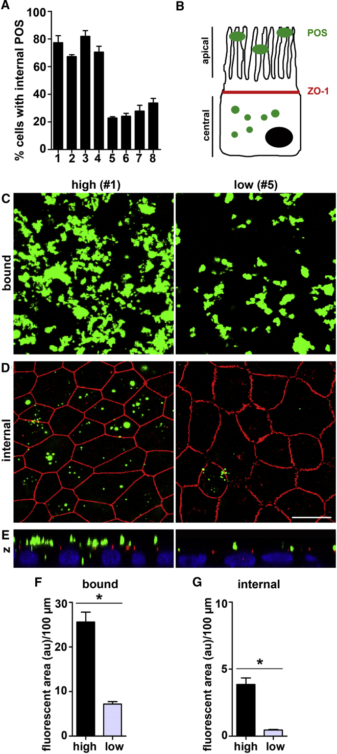 Figure 1