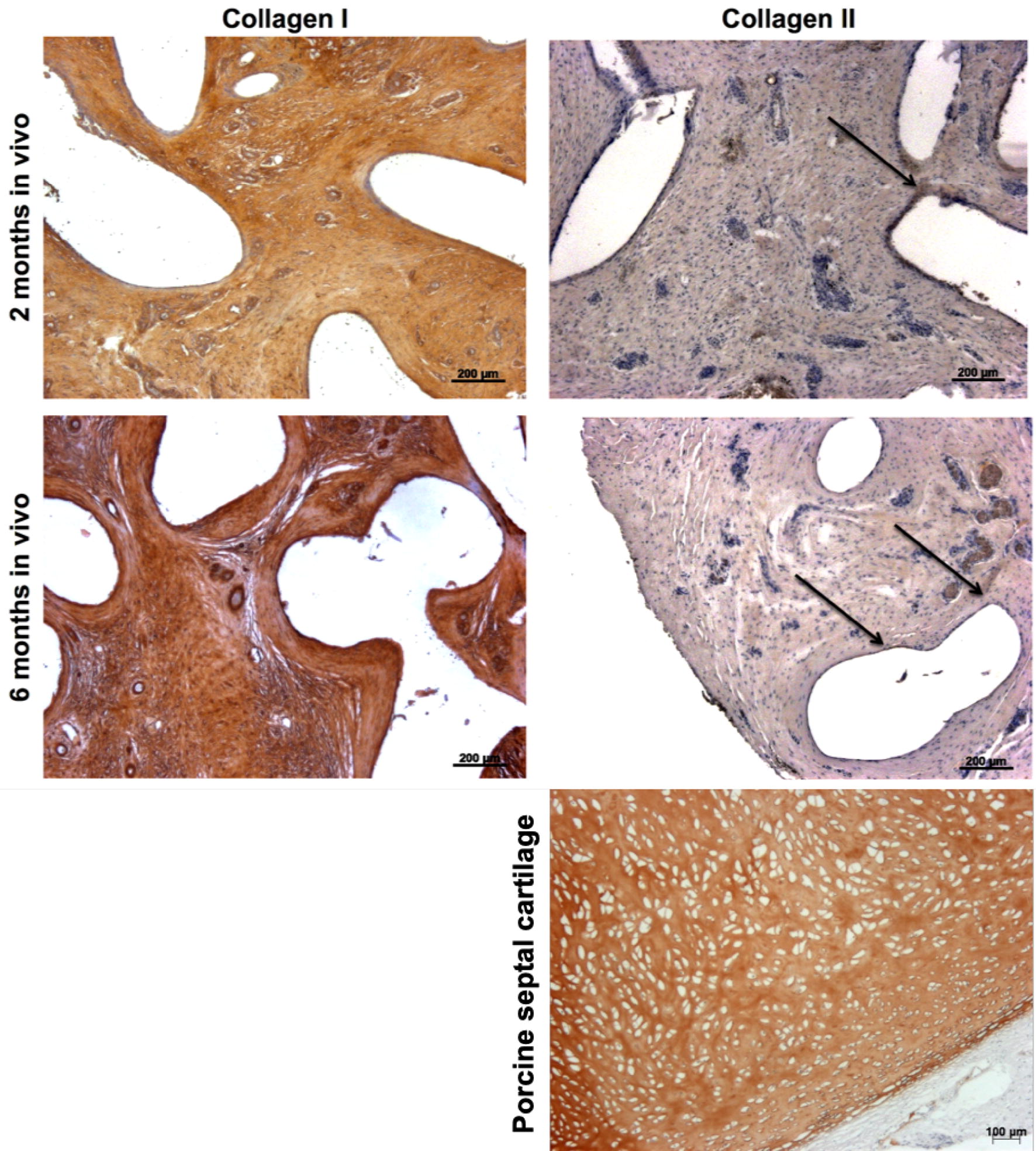 Fig. 6