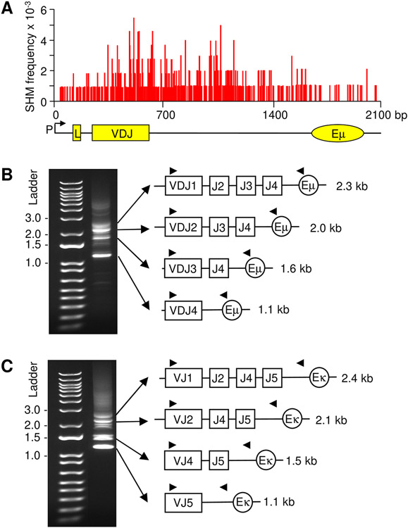 FIGURE 1.