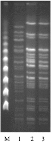 FIG. 1.