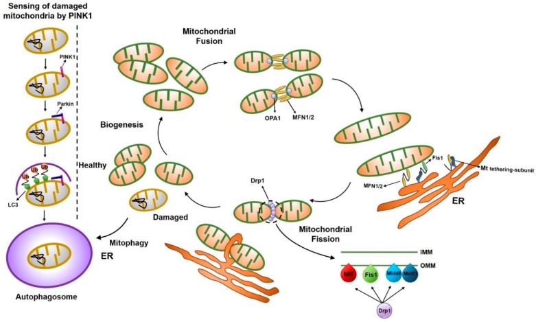 Mitochondrial Dynamics in Stem Cells and Differentiation - PMC