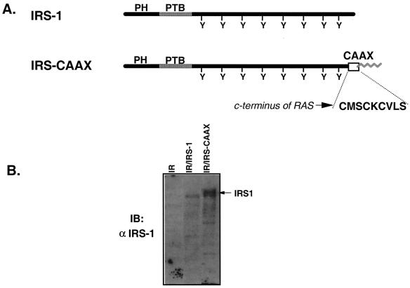 FIG. 1