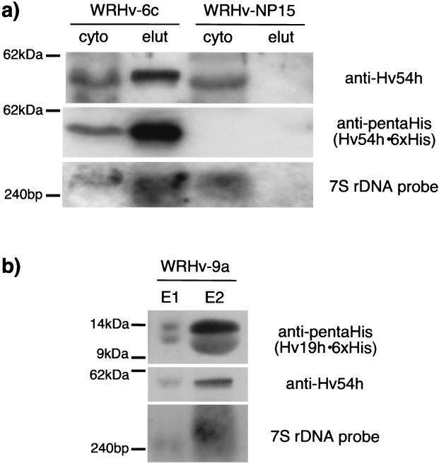 FIG. 5.