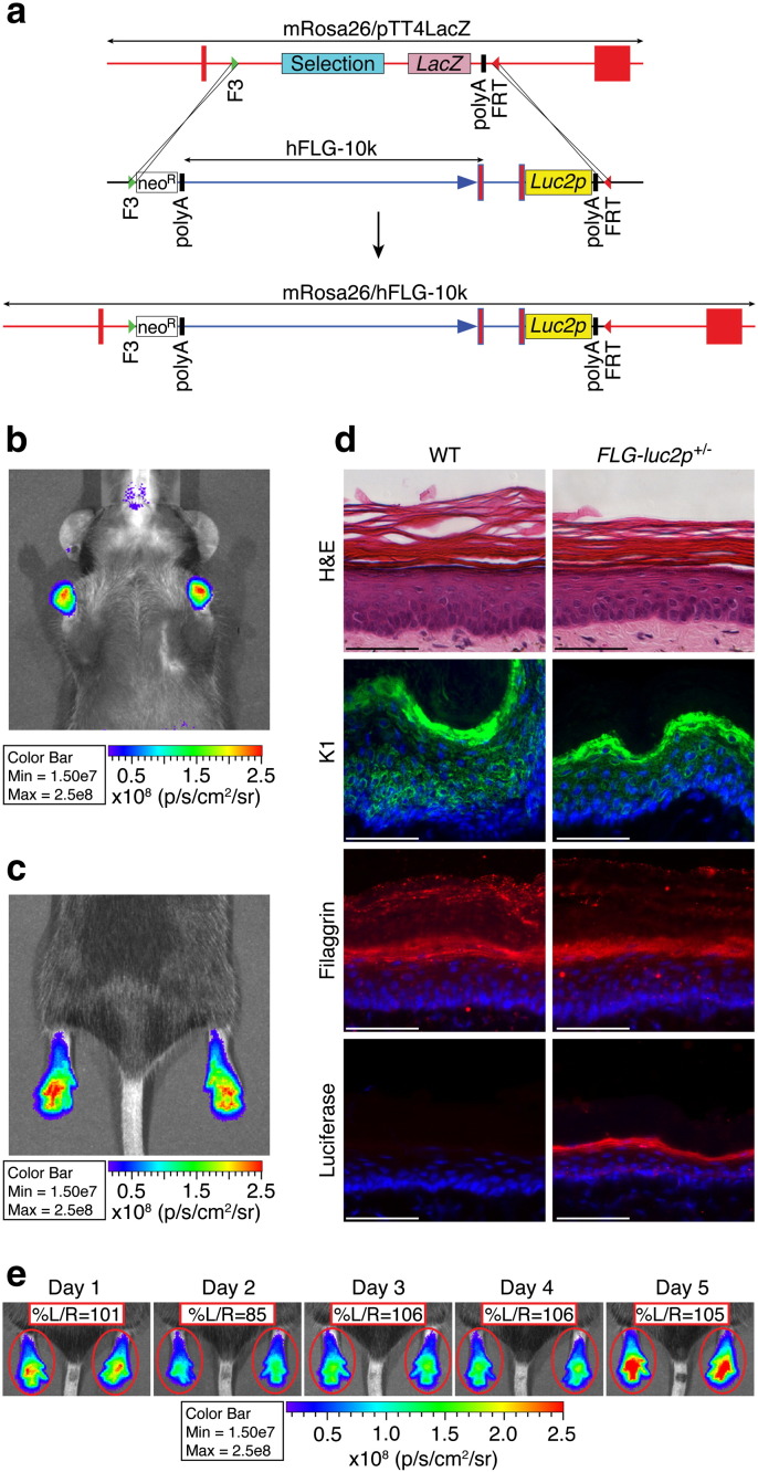 Fig. 1