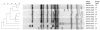 FIG. 1.