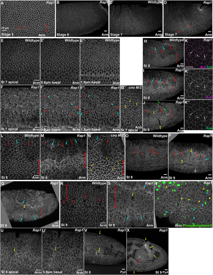 FIGURE 4: