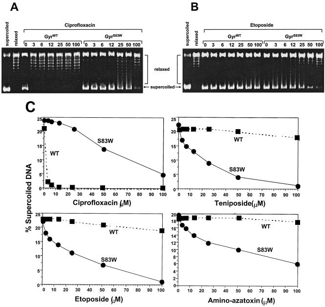 FIG. 2.