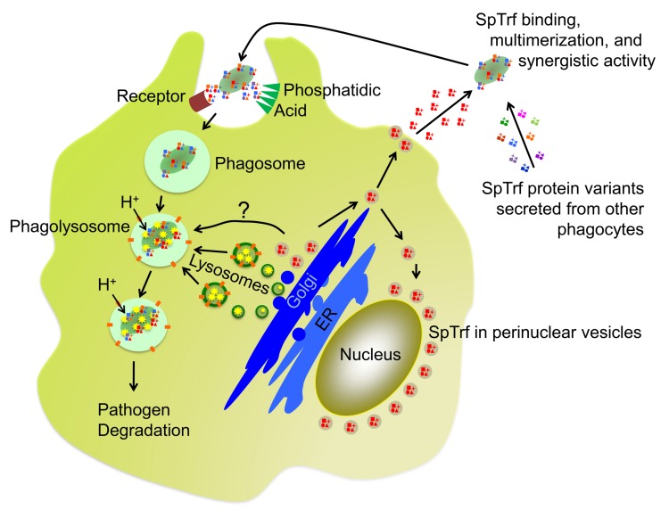 Fig 9