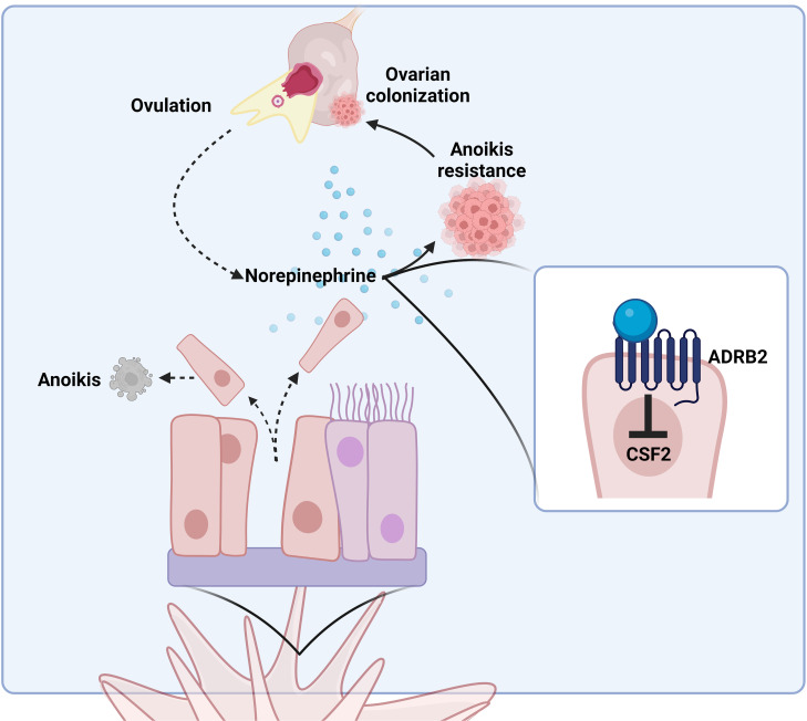 graphic file with name jciinsight-9-170961-g047.jpg