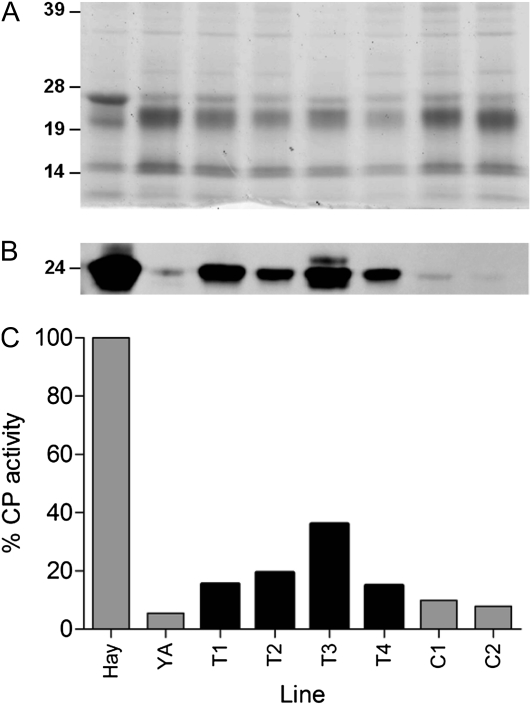 Figure 5.