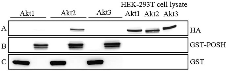 Fig. XX.2