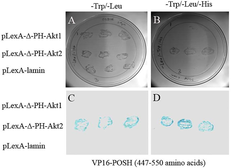 Fig. XX.1