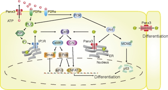 Figure 10.