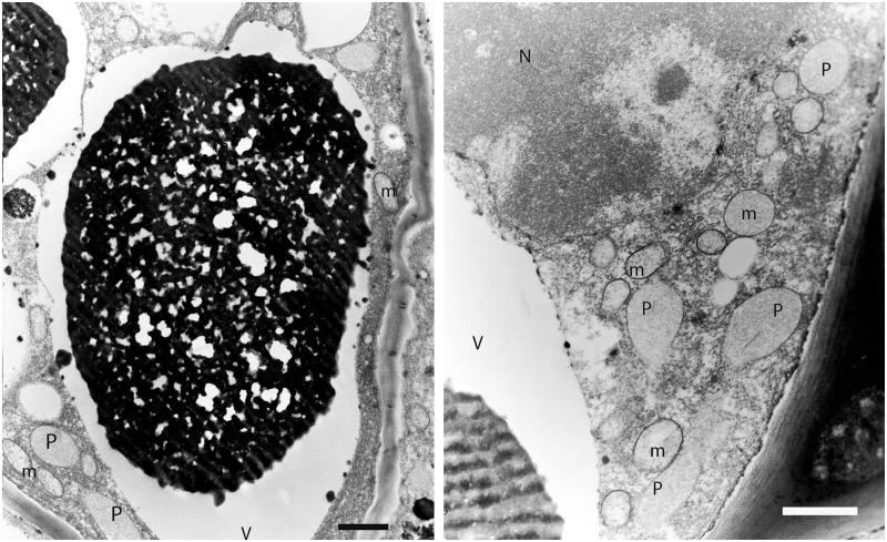 Fig. 5.