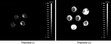 Fig. 5