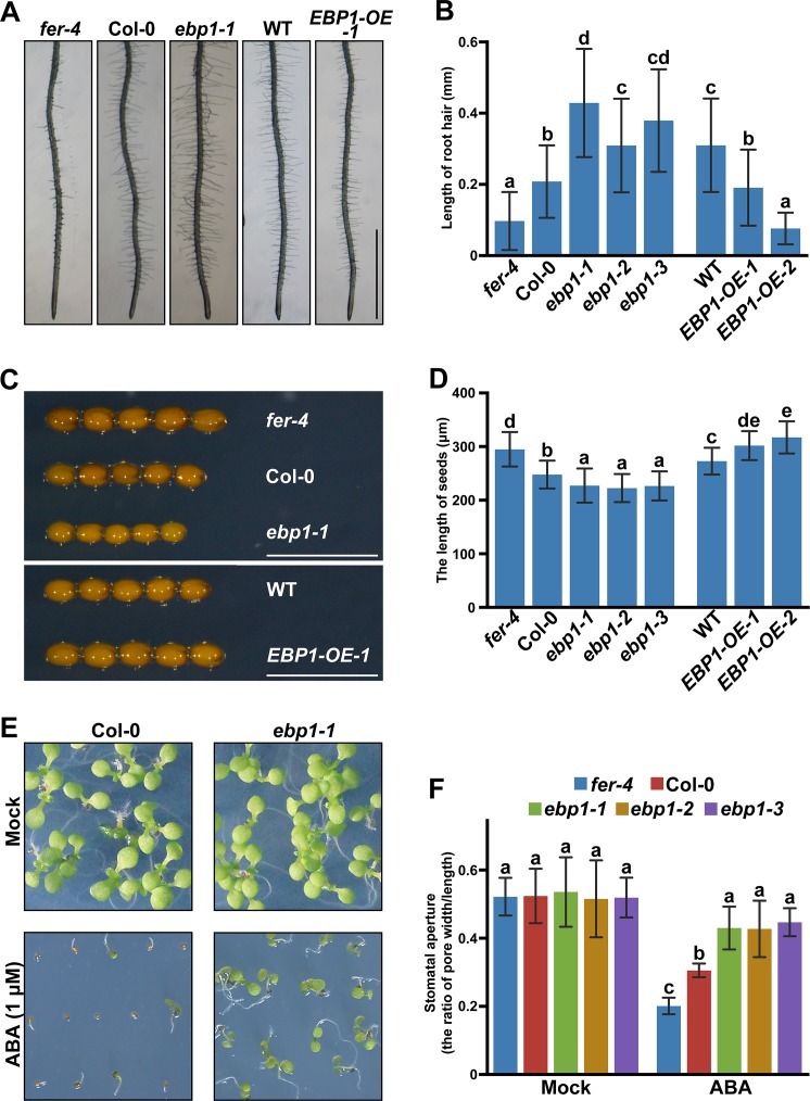 Fig 4