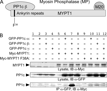 FIGURE 1.