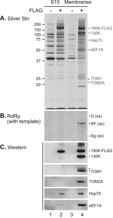 FIG. 8.