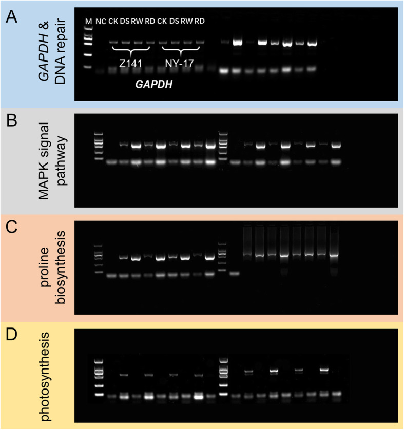 Fig. 10