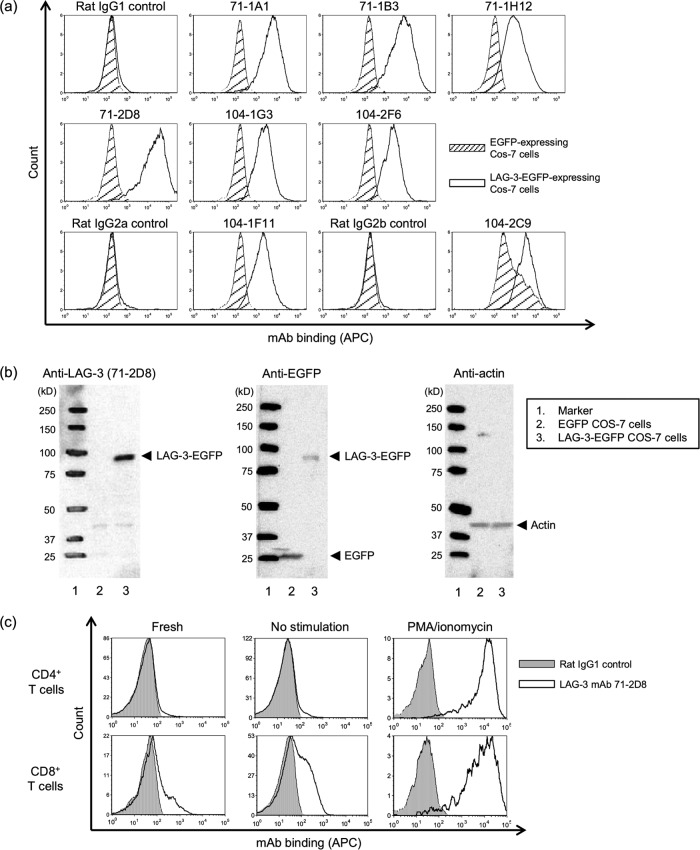 FIG 1