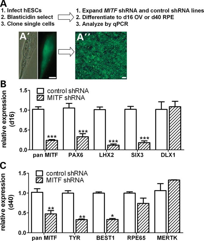 Figure 4.