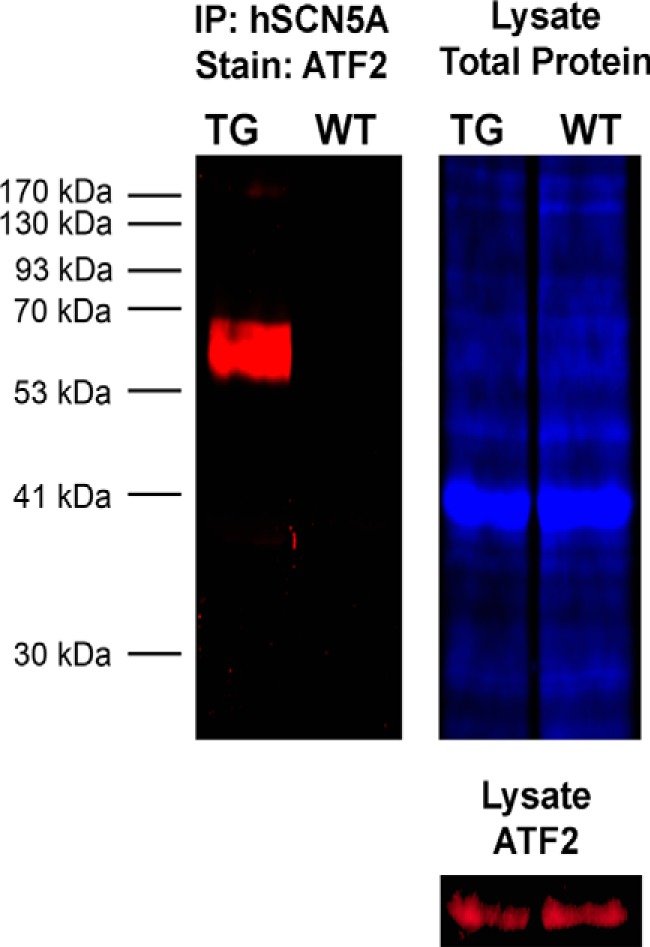 FIGURE 1.