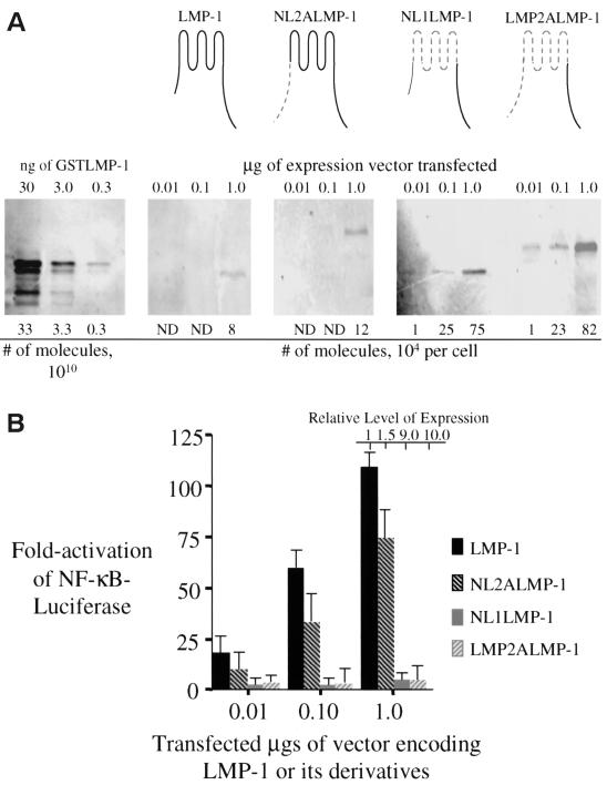 FIG. 1.