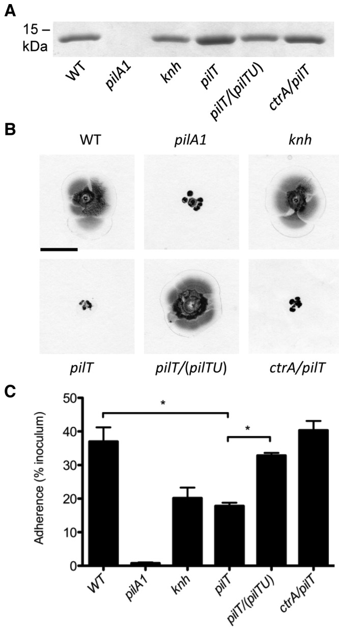 FIG 5 