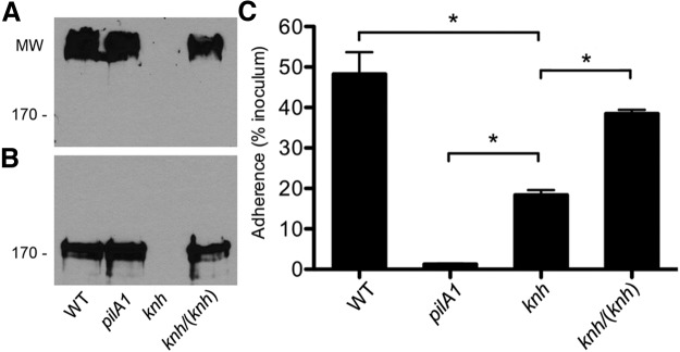 FIG 2 