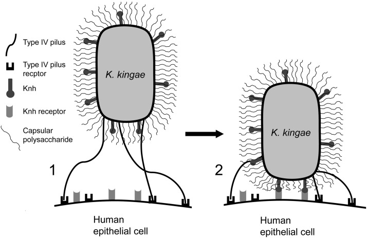 FIG 6 