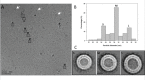 Figure 2—figure supplement 1.