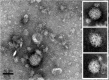 Figure 2—figure supplement 2.