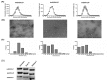 Figure 1—figure supplement 2.