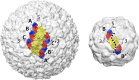 Figure 3—figure supplement 1.